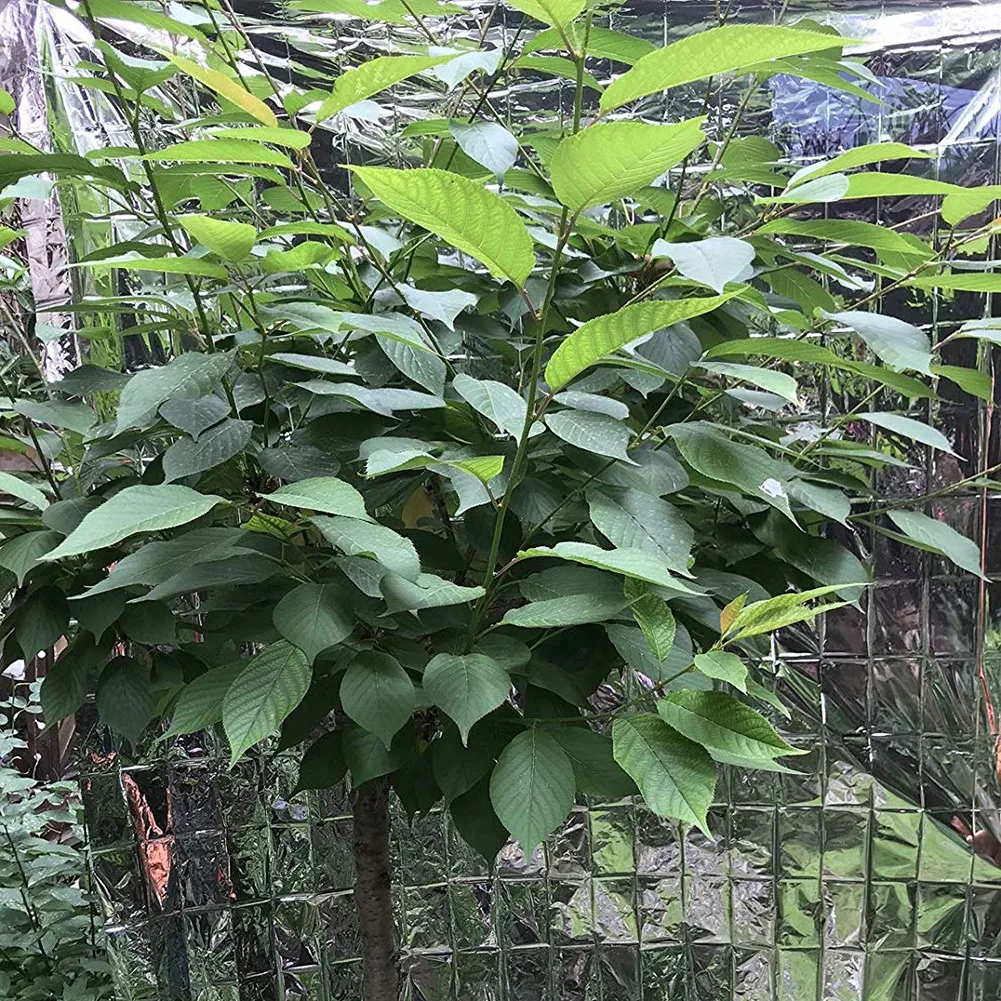 10/1PCS Silver Highly Reflecti - Grow Tent 4X4 评论和价格